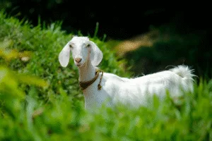 ketentuan pembagian daging aqiqah